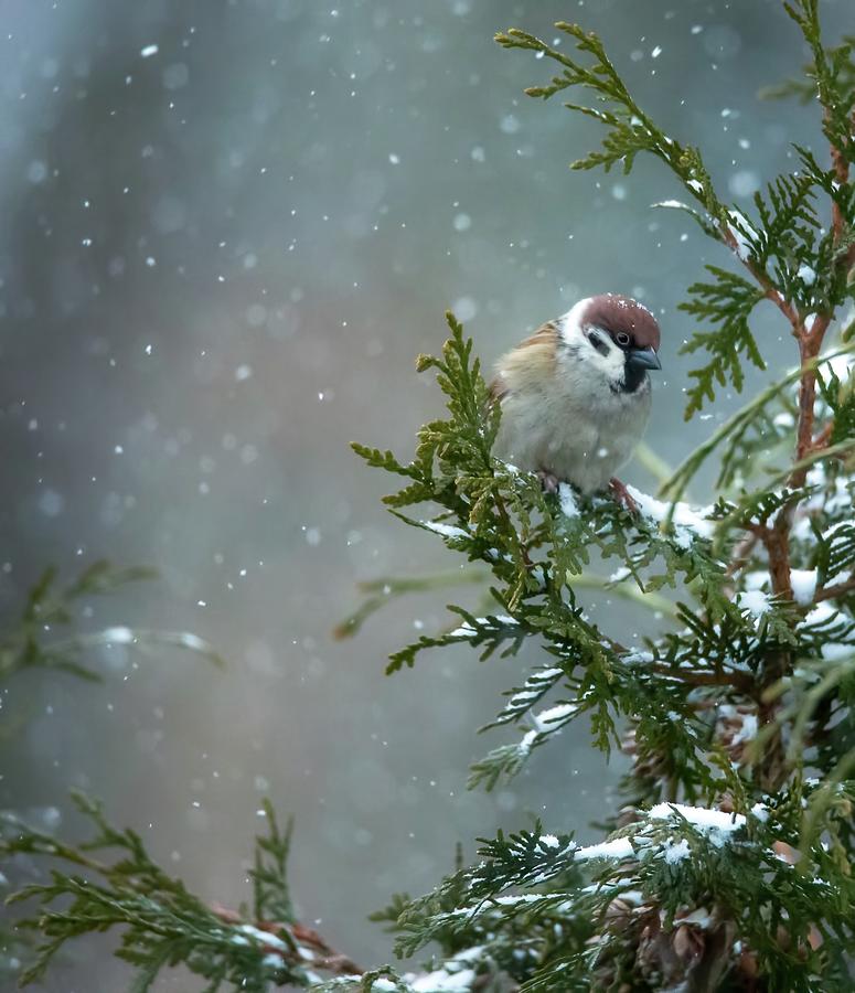 Arrow finch in snowy weather Photograph by Rose-Marie Karlsen