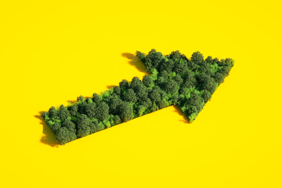Arrow made out of forest. Photograph by Andriy Onufriyenko