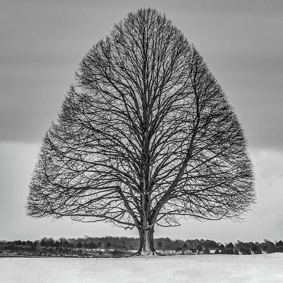 ArrowHead Tree Photograph by William Bretton