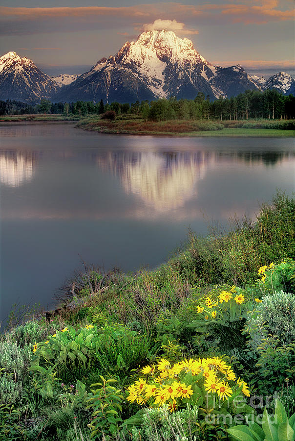 Arrowleaf Balsamrood Mount Moran Grand Tetons Np  Photograph by Dave Welling
