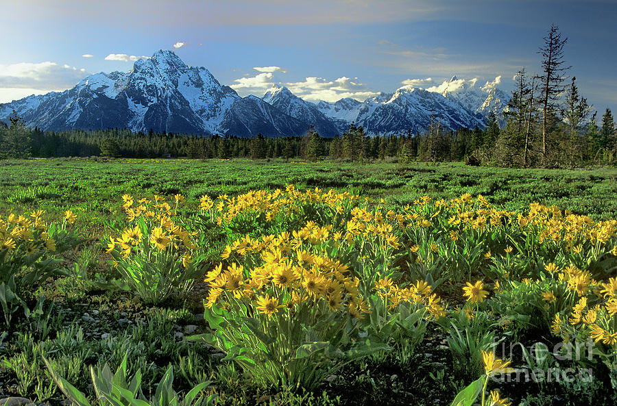Arrowleaf Balsamroot Grand Tetons National Park Photograph by Dave Welling