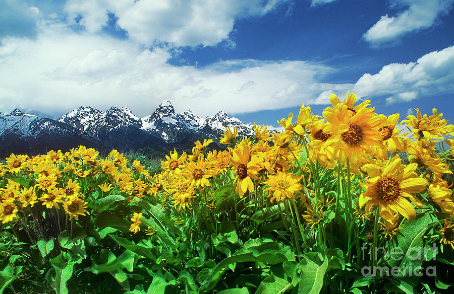 Arrowleaf Balsamroot Grand Tetons National Park Wyoming Photograph by Dave Welling