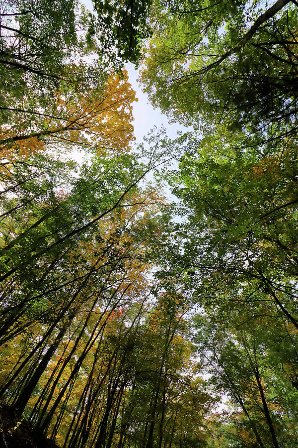 Looking Up Photograph By Robert McCulloch - Fine Art America