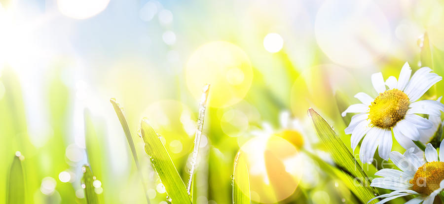 Art Abstract Sunny  Springr Flower Background Photograph by Boon Mee