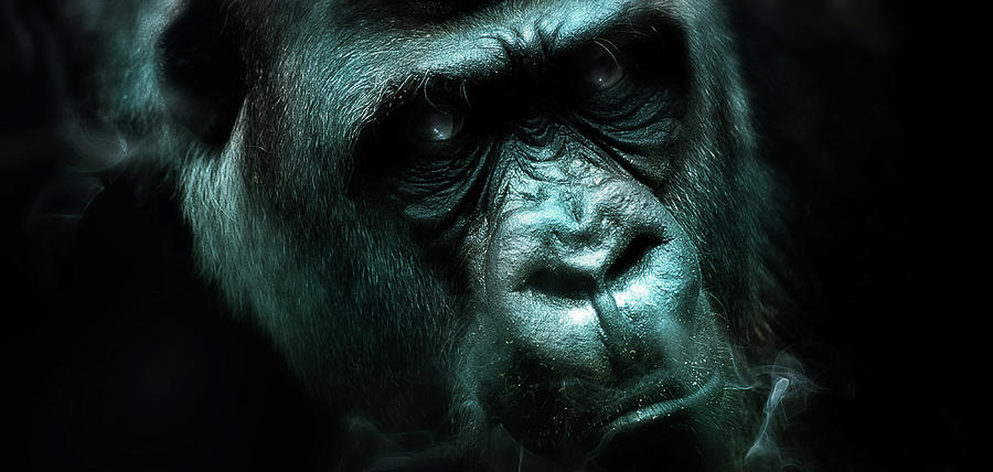 Art - Angry Gorilla Digital Art by Matthias Zegveld