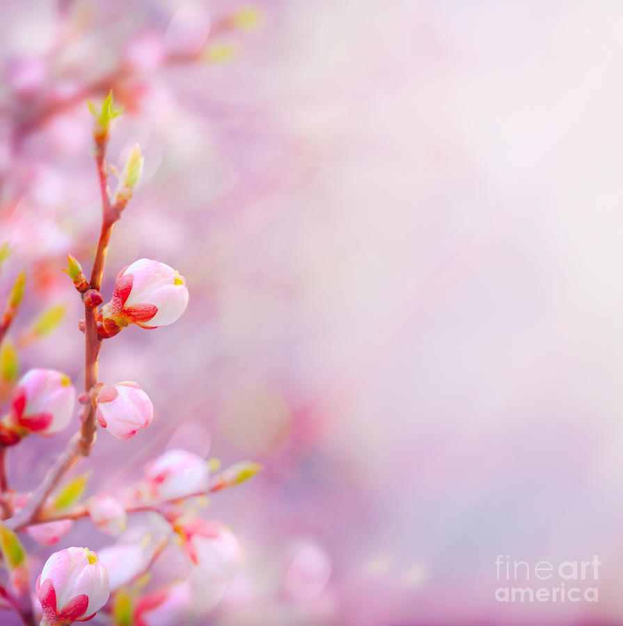 art Beautiful spring blossoming tree on sky background Photograph by Boon Mee