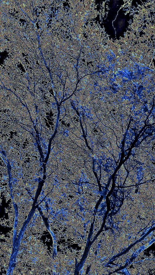 Art Branch of Blackish Blue Digital Art by Jeremy Lyman