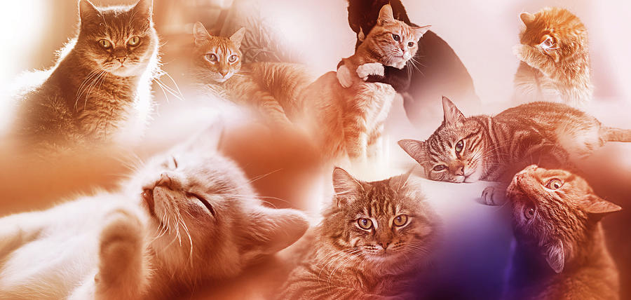 Art - Cute Cats Digital Art by Matthias Zegveld