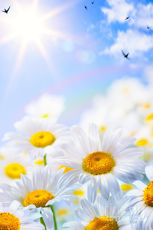 Art Floral Spring Or Summer Background Photograph by Boon Mee