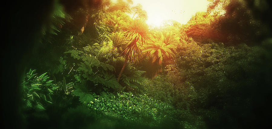 Art - Light in the Jungle Digital Art by Matthias Zegveld