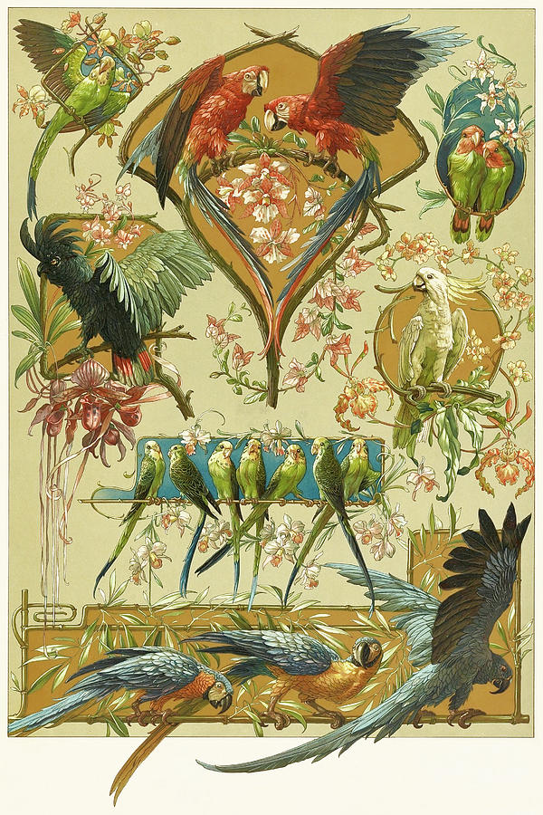 Art nouveau motifs and design elements by Anton Seder - Parrots, macaws, cockatoos Drawing by Anton Seder