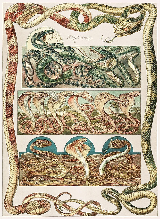 Art nouveau motifs and design elements by Anton Seder - Venomous snakes Drawing by Anton Seder
