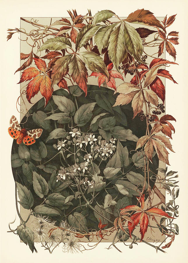 Art nouveau motifs and design elements by Anton Seder - Virginia creeper, woodbine leaves, flowers  Drawing by Anton Seder