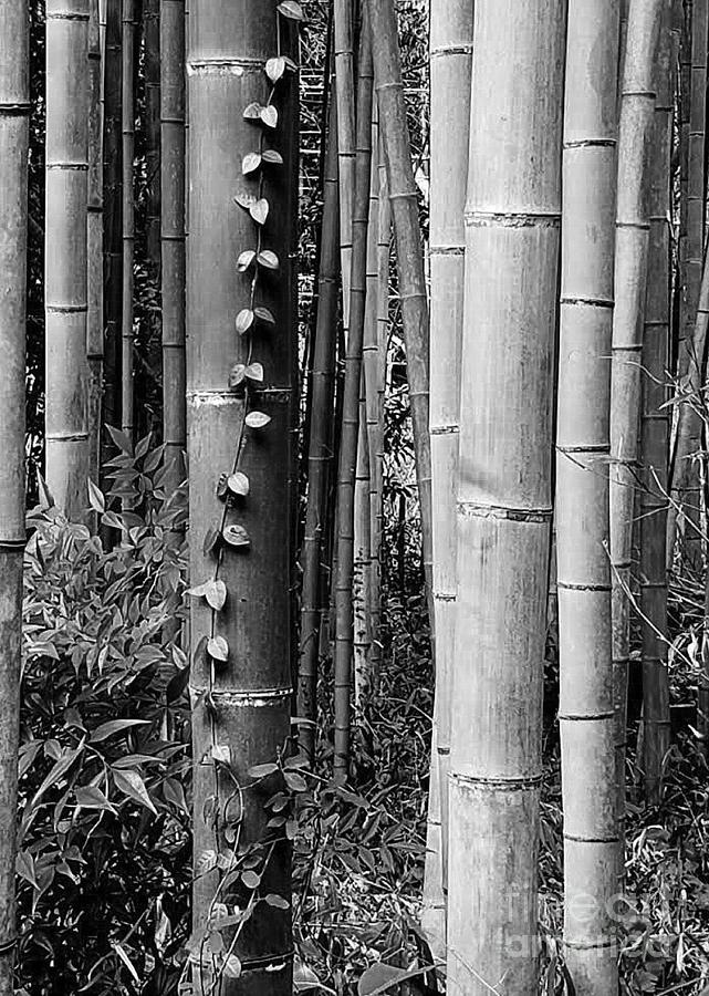 Art of Bamboo Monochrome Photograph by James Storm - Fine Art America