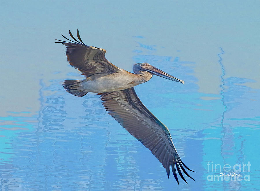 Art Of The Pelican Photograph