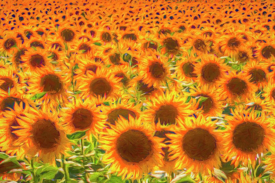 Art Of The Sunflower  Photograph by David Pyatt