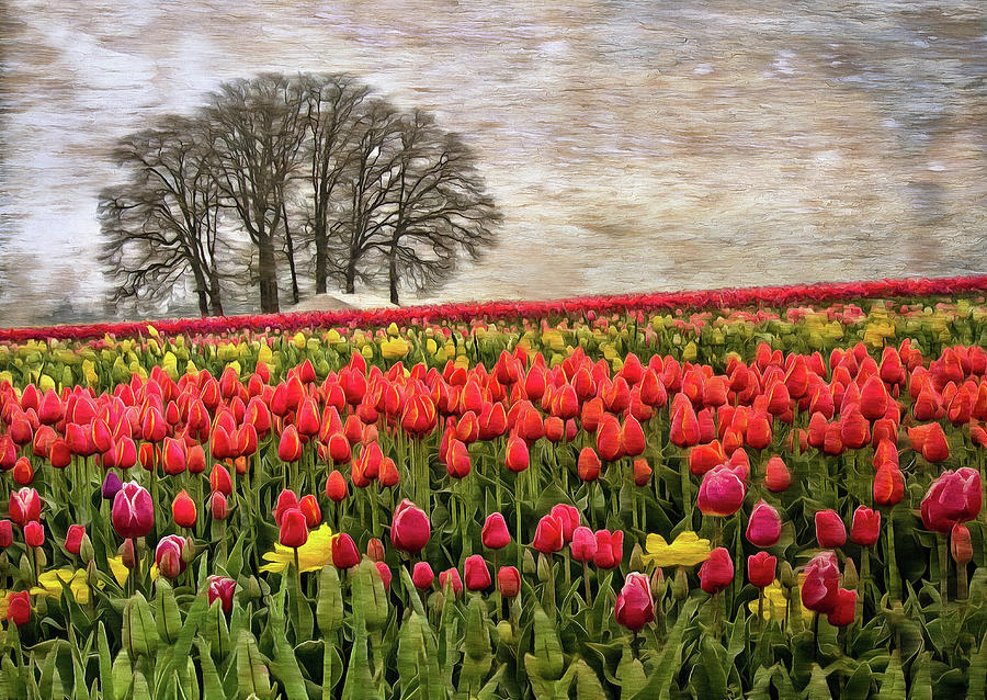 Art Of The Tulip Photograph by Thom Zehrfeld