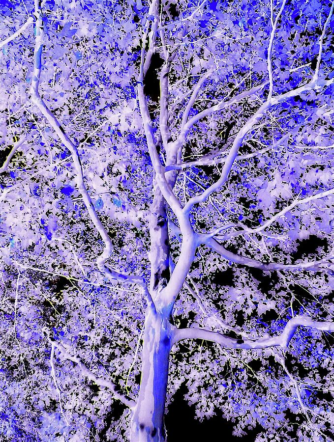 Art of Violet Blue Tree Digital Art by Jeremy Lyman