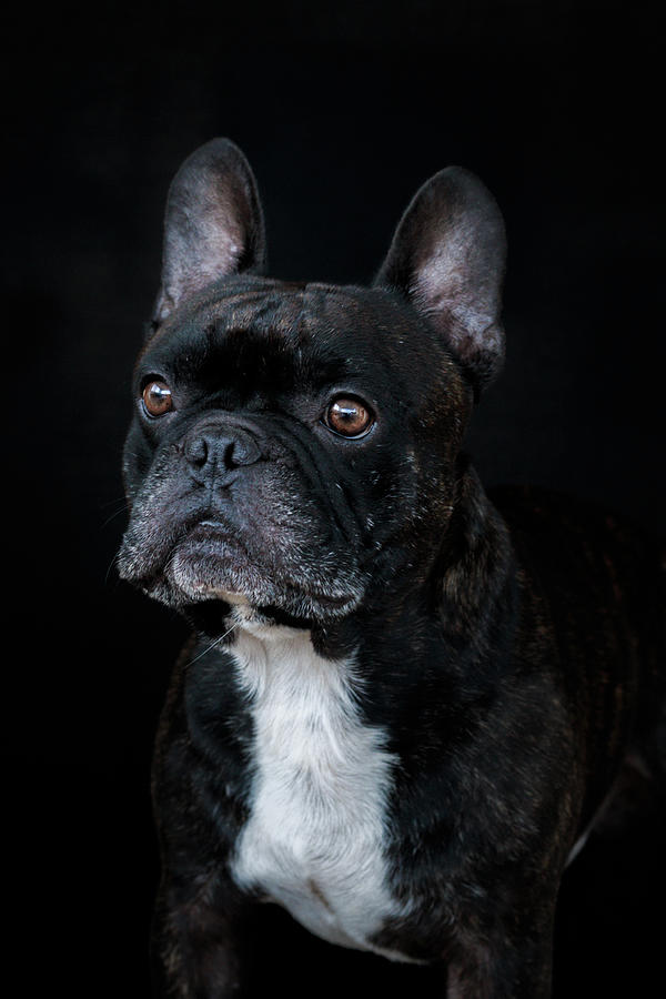 Art Picture of Frenchie Photograph by Sean Levett - Fine Art America