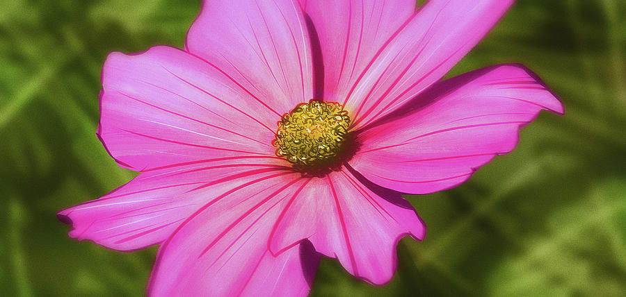 Flowers Digital Art - Art - Pink Flower by Matthias Zegveld