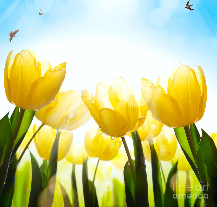 Art Spring Floral Background Fresh Tulip Flower On Blue Sky Bac Photograph by Boon Mee