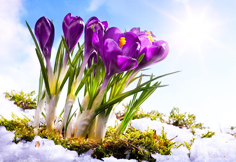 art Spring florwer background Photograph by Boon Mee
