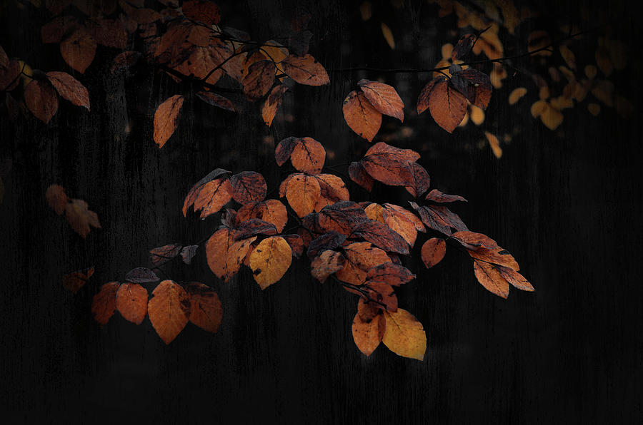 Painterly Photograph - Art with picturesque leaves industrial black by Rob Visser Painterly Photograph - Art with picturesque leaves industrial black by Rob Visser