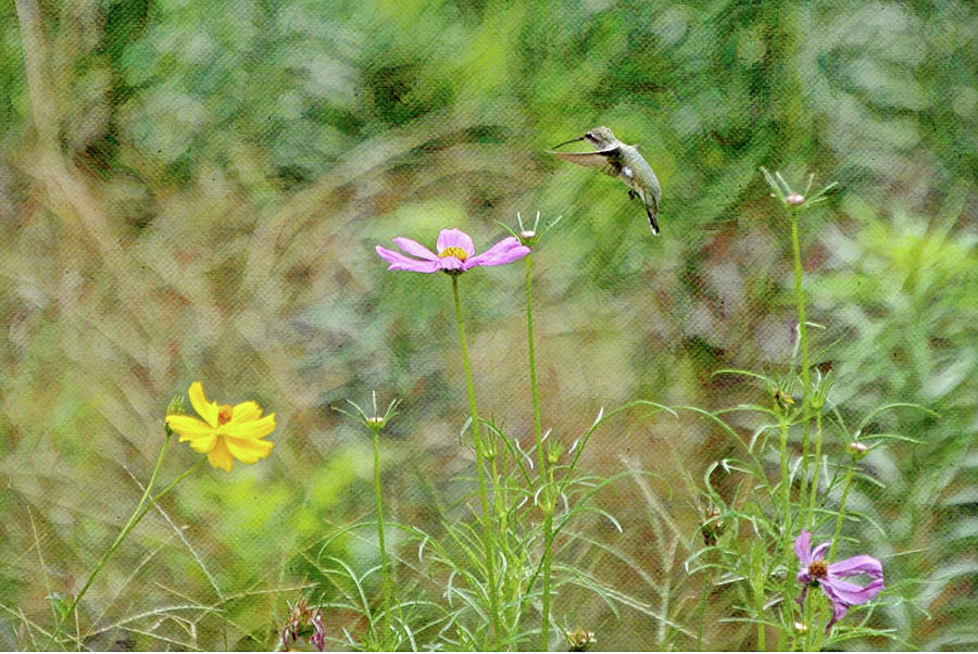 Artful Hummingbird In Garden Digital Art