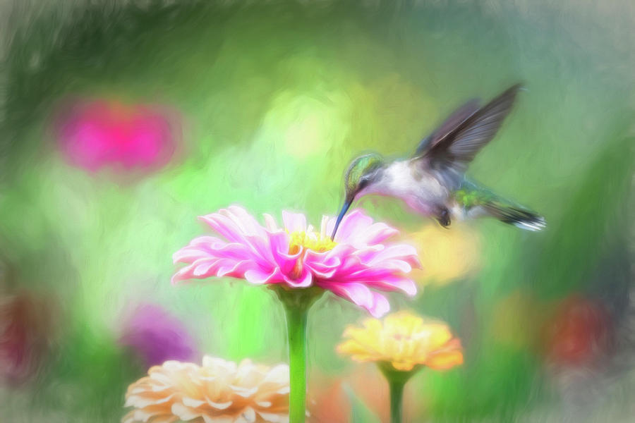 Artful Hummingbird Photograph by Linda Shannon Morgan