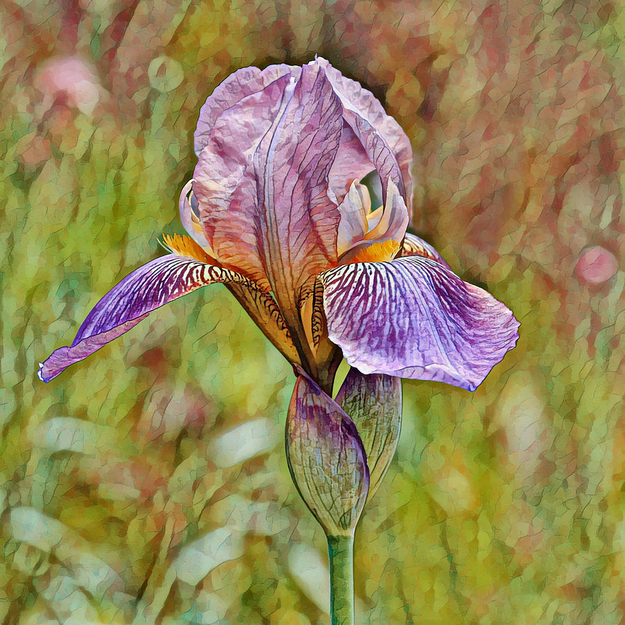 Artful Illustrated Iris Flower Squared Digital Art by Gaby Ethington