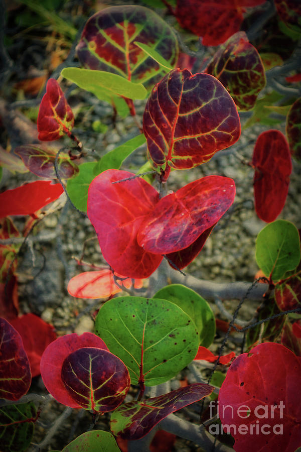 Artfully Scattered Sea Grape Leaves Photograph