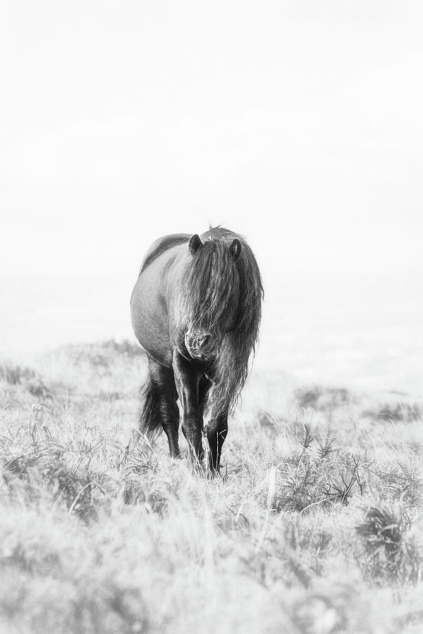 Arthek II - Horse Art Photograph by Lisa Saint