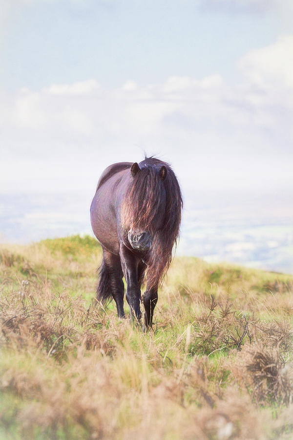Arthek III - Horse Art Photograph by Lisa Saint