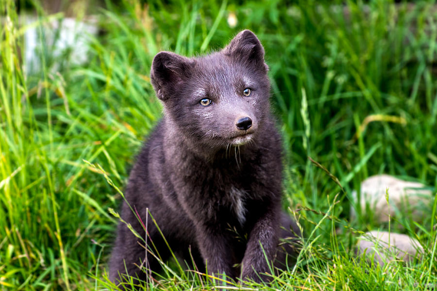 Artic Fox Cub Photograph by Wei Hao Ho