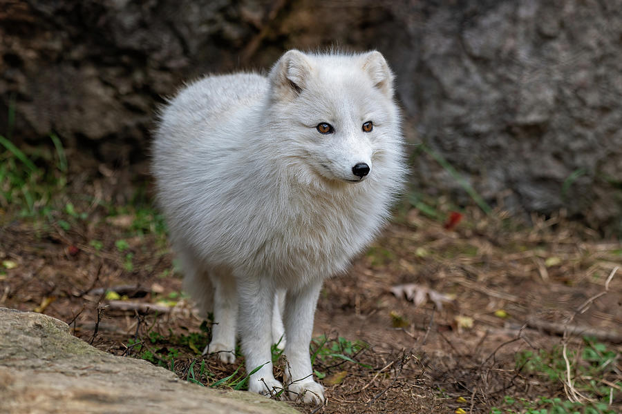 Artic Fox Photograph by Fon Denton - Fine Art America