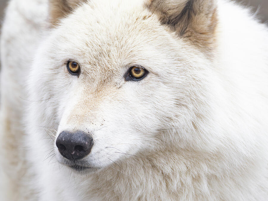 Artic Wolf Portrait Photograph by Kristia Adams Artic Wolf Portrait Photograph by Kristia Adams