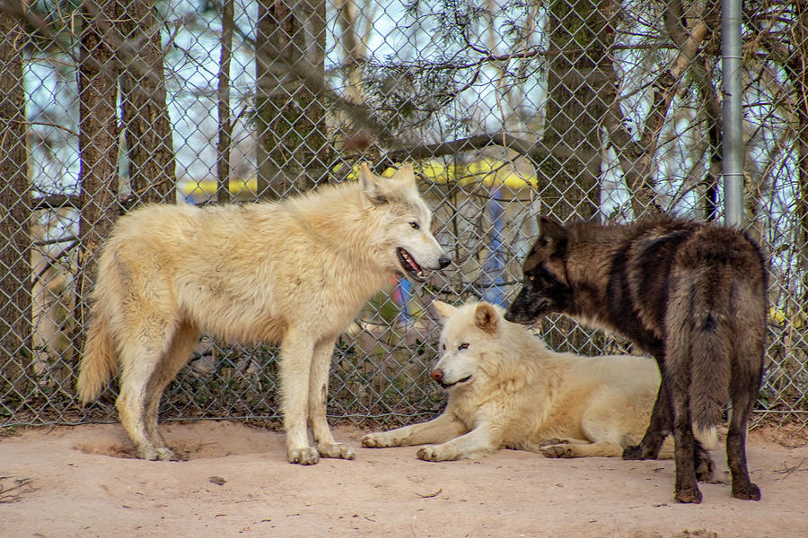 Artic Wolves Photograph By Jean Haynes - Fine Art America