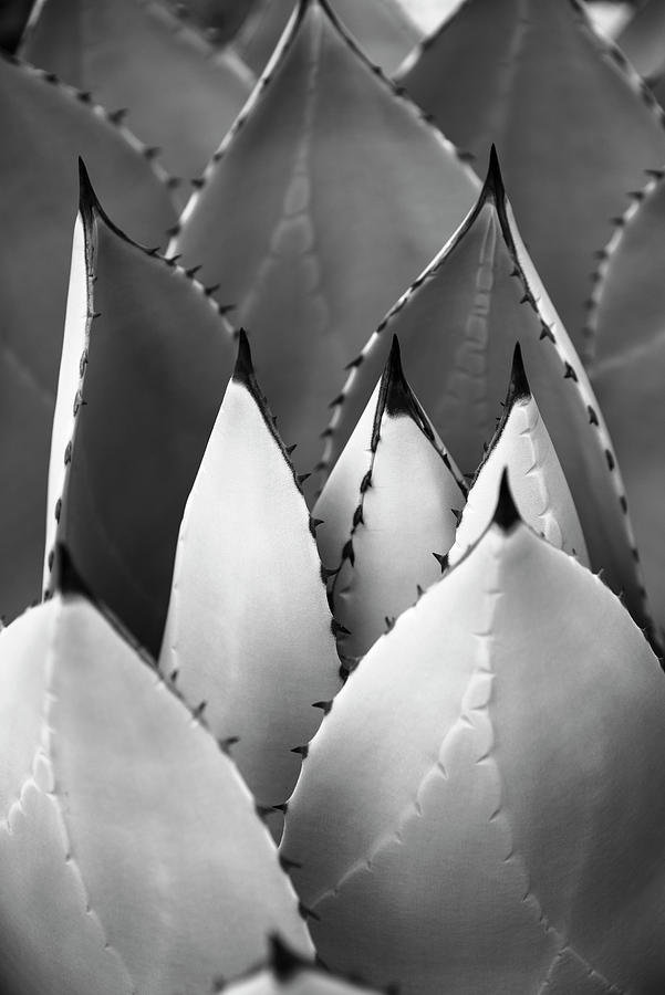 San Diego Photograph - Artichoke Agave Macro Photography by William Dunigan