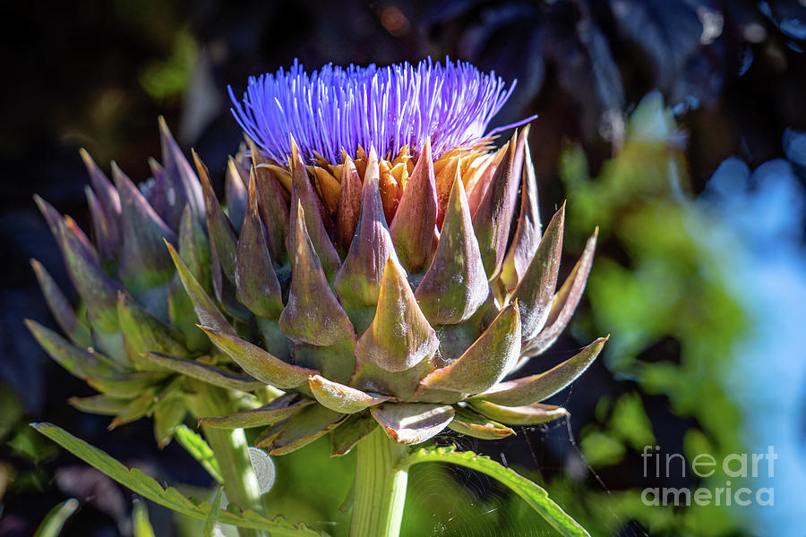 Artichoke Bloom III Photograph by Cindy Shebley