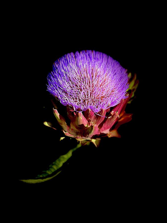 Artichoke Bloom Photograph