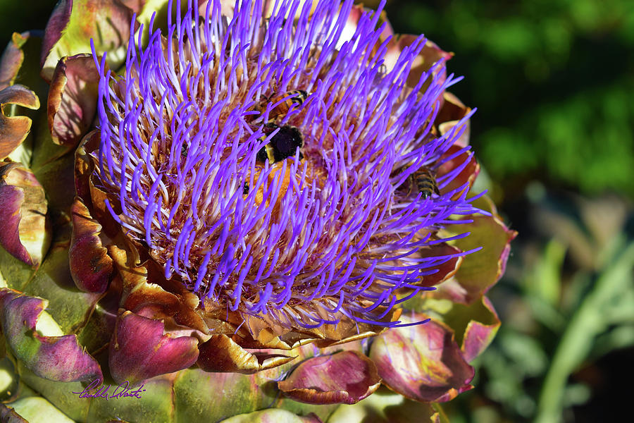 Artichoke Flower Macro Photograph