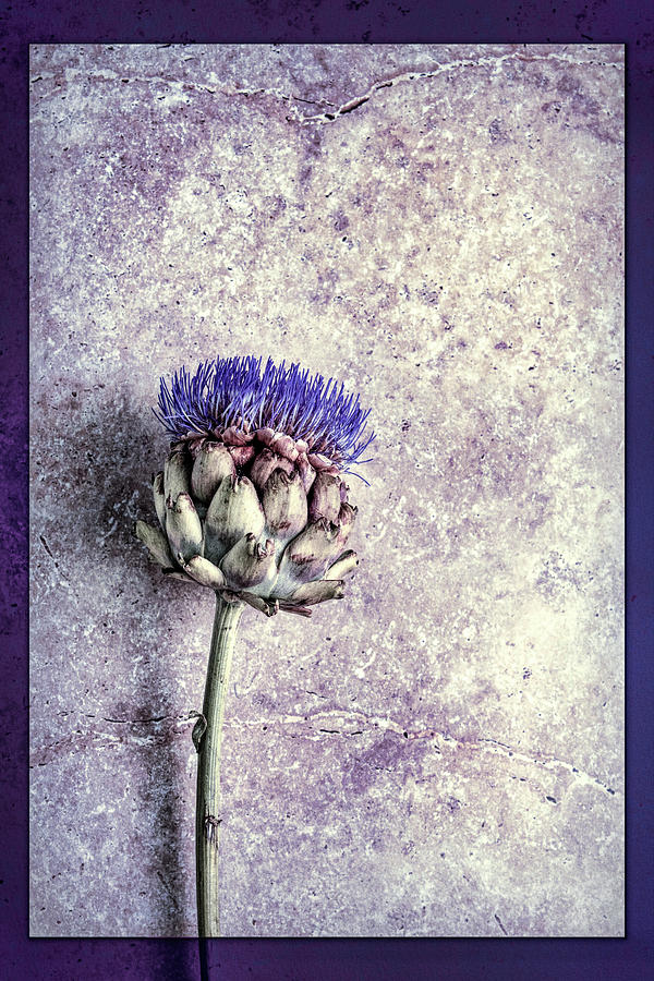 Artichoke Photograph - Artichoke in Bloom by Susan Maxwell Schmidt