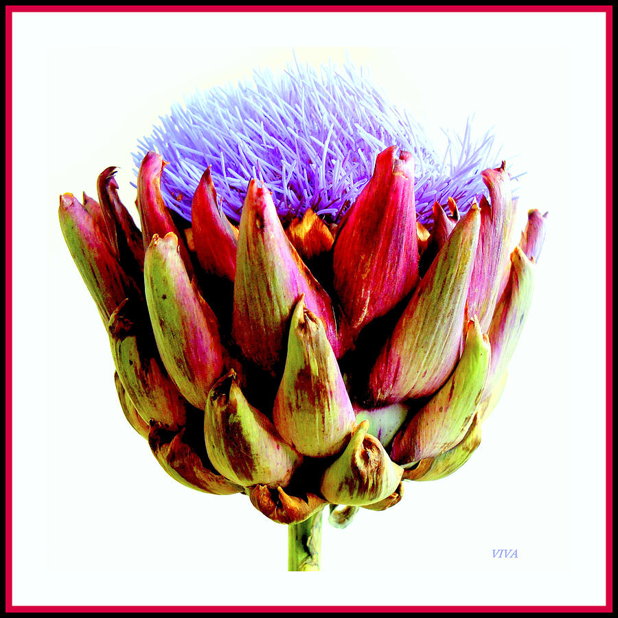 Artichoke In Bloom Photograph by VIVA Anderson