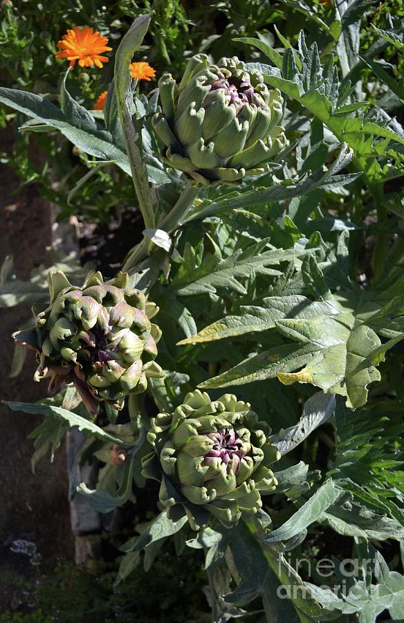 Artichokes Photograph by Mary Rogers