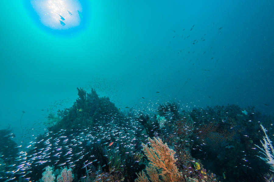 Artificial Fish Reef Under The Sun Photograph by Little Dinosaur