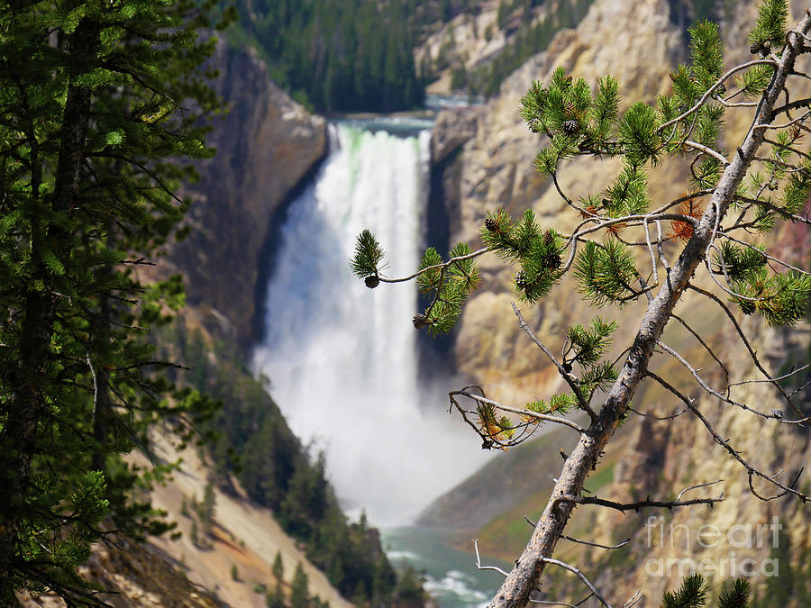 Artist Point, Lower Falls, Yellowstone National Park Photograph by On da Raks