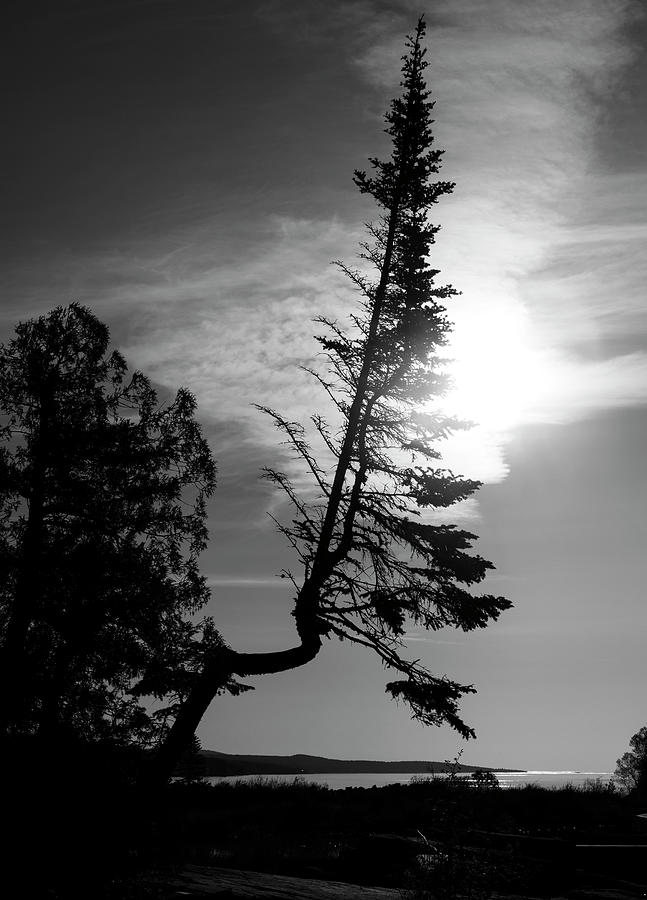 Black And White Photograph - Artist Point Tree Black And White by Dan Sproul