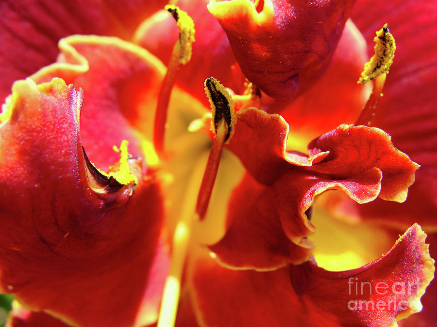 Artistic Abstract Flaming Red Daylily Photograph by Amy Dundon