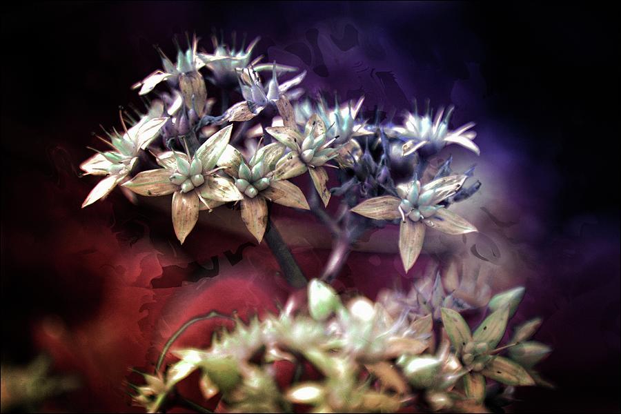 Artistic Abstract Flowers Photograph by Michelle Liebenberg