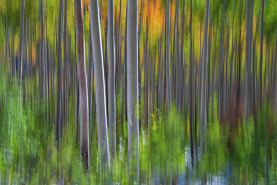 Abstract Photograph - Artistic Aspens 3 by Larry Marshall